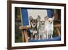 Chihuahuas Sitting on Garden Chair-null-Framed Photographic Print