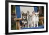 Chihuahuas Sitting on Garden Chair-null-Framed Photographic Print