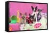 Chihuahuas-Zandria Muench Beraldo-Framed Stretched Canvas