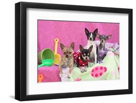 Chihuahuas-Zandria Muench Beraldo-Framed Photographic Print