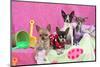 Chihuahuas-Zandria Muench Beraldo-Mounted Photographic Print