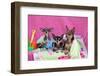 Chihuahuas-Zandria Muench Beraldo-Framed Photographic Print