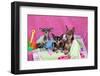 Chihuahuas-Zandria Muench Beraldo-Framed Photographic Print