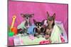 Chihuahuas-Zandria Muench Beraldo-Mounted Photographic Print