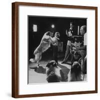 Child Actor Tommy Ruddick, Acting on TV Program with Lassie-null-Framed Premium Photographic Print