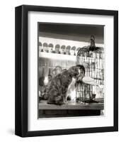 Child, Cat and Dove-Robert Doisneau-Framed Art Print