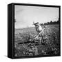 Child of Black Tenant Farmer Family Using Hoe While Working in Cotton Field-Dorothea Lange-Framed Stretched Canvas