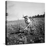 Child of Black Tenant Farmer Family Using Hoe While Working in Cotton Field-Dorothea Lange-Stretched Canvas