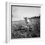 Child of Black Tenant Farmer Family Using Hoe While Working in Cotton Field-Dorothea Lange-Framed Photographic Print