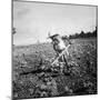 Child of Black Tenant Farmer Family Using Hoe While Working in Cotton Field-Dorothea Lange-Mounted Photographic Print