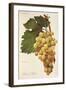 Child of Hall Grape by a Kreyder-null-Framed Giclee Print