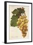 Child of Hall Grape by a Kreyder-null-Framed Giclee Print