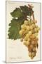 Child of Hall Grape by a Kreyder-null-Mounted Giclee Print