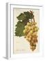 Child of Hall Grape by a Kreyder-null-Framed Giclee Print