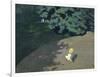 Child Playing with the Ball (Corner of the Park-Félix Vallotton-Framed Giclee Print