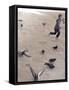 Child Running across Stones, Venice, Italy-Steven Boone-Framed Stretched Canvas
