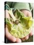 Child's Hands Holding Cabbage Leaf with Snail-null-Stretched Canvas