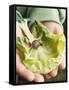 Child's Hands Holding Cabbage Leaf with Snail-null-Framed Stretched Canvas