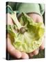 Child's Hands Holding Cabbage Leaf with Snail-null-Stretched Canvas