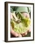 Child's Hands Holding Cabbage Leaf with Snail-null-Framed Photographic Print