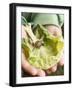 Child's Hands Holding Cabbage Leaf with Snail-null-Framed Photographic Print