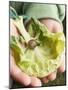 Child's Hands Holding Cabbage Leaf with Snail-null-Mounted Photographic Print