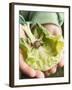 Child's Hands Holding Cabbage Leaf with Snail-null-Framed Photographic Print