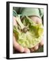 Child's Hands Holding Cabbage Leaf with Snail-null-Framed Photographic Print