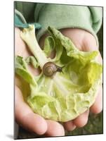 Child's Hands Holding Cabbage Leaf with Snail-null-Mounted Photographic Print