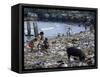 Children and Pigs Foraging on Rubbish Strewn Beach, Dominican Republic, Central America-John Miller-Framed Stretched Canvas