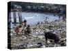 Children and Pigs Foraging on Rubbish Strewn Beach, Dominican Republic, Central America-John Miller-Stretched Canvas