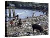 Children and Pigs Foraging on Rubbish Strewn Beach, Dominican Republic, Central America-John Miller-Stretched Canvas