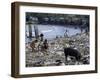 Children and Pigs Foraging on Rubbish Strewn Beach, Dominican Republic, Central America-John Miller-Framed Photographic Print