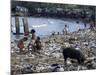 Children and Pigs Foraging on Rubbish Strewn Beach, Dominican Republic, Central America-John Miller-Mounted Photographic Print