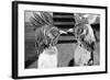 Children Chorus, Aldeburgh Festival, Suffolk, England, June 1959-Mark Kauffman-Framed Photographic Print