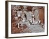 Children Dressed as Prehistoric Cave Dwellers, Birley House Open Air School, London, 1908-null-Framed Photographic Print