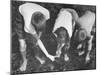 Children Hunting For Shells and Small Animals During Ebb Tide at the Beach-Bernard Hoffman-Mounted Photographic Print