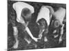 Children Hunting For Shells and Small Animals During Ebb Tide at the Beach-Bernard Hoffman-Mounted Photographic Print