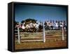 Children of Rancher Tom Hall Lined up on Fence-Loomis Dean-Framed Stretched Canvas