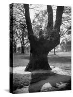 Children Playing and Climbing up Trees-Cornell Capa-Stretched Canvas