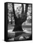 Children Playing and Climbing up Trees-Cornell Capa-Framed Stretched Canvas