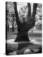 Children Playing and Climbing up Trees-Cornell Capa-Stretched Canvas