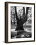 Children Playing and Climbing up Trees-Cornell Capa-Framed Premium Photographic Print