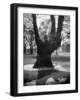 Children Playing and Climbing up Trees-Cornell Capa-Framed Premium Photographic Print