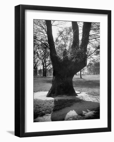 Children Playing and Climbing up Trees-Cornell Capa-Framed Premium Photographic Print