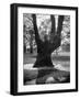 Children Playing and Climbing up Trees-Cornell Capa-Framed Premium Photographic Print