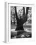 Children Playing and Climbing up Trees-Cornell Capa-Framed Photographic Print