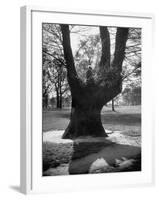 Children Playing and Climbing up Trees-Cornell Capa-Framed Photographic Print