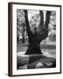 Children Playing and Climbing up Trees-Cornell Capa-Framed Photographic Print