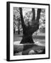 Children Playing and Climbing up Trees-Cornell Capa-Framed Photographic Print